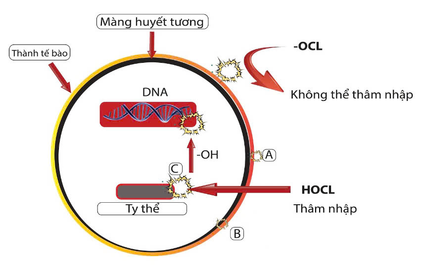 Mô hình so sánh khả năng diệt khuẩn của nước muối điện hóa và nước javel